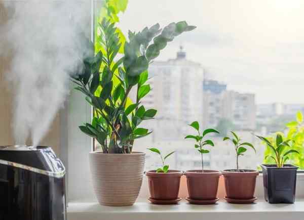 Cara Meningkatkan Kelembaban untuk Houseplants Anda, Bahkan Selama Hari -hari Terkererang Musim Dingin