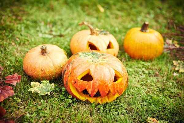 Cómo preservar una calabaza sin dañar la vida silvestre