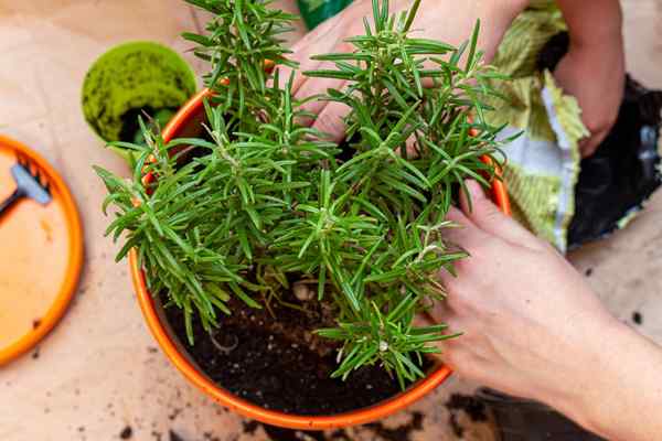 Cara Menyebarkan Rosemary