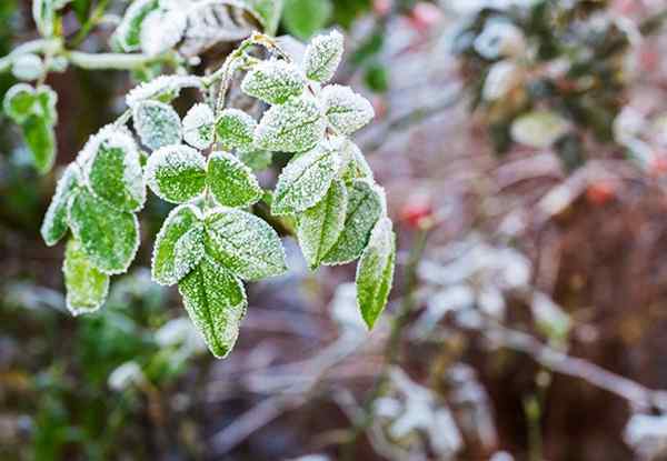 Cara Melindungi Tanaman dari Frost