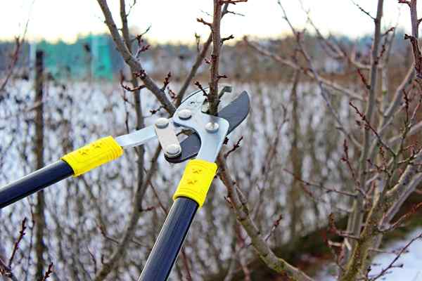 Cómo afilar loppers y por qué deberías