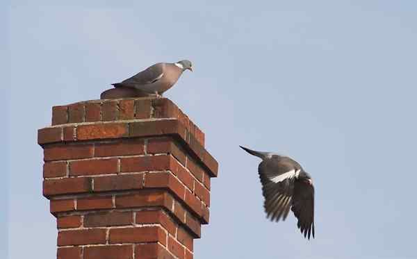 ¿Hay un pájaro atrapado en tu chimenea?? Esto es lo que debe hacer.