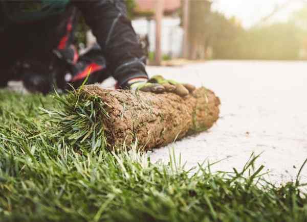 Meletakkan tanah panduan langkah demi langkah ke halaman rumput yang subur