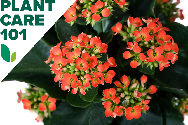 Master Easy Kalanchoe Plant Care for a Blaze de fleurs colorées année après année