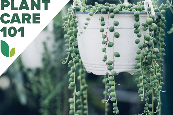 Rentetan Mutiara Penjagaan untuk Houseplant Basket Terbaik