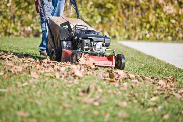 Feuilles de paillage pourquoi la tonte des feuilles est meilleure que de les ratir