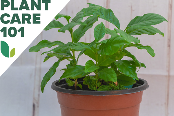 Pide tu pulgar verde con esta guía para el cuidado de la planta de café