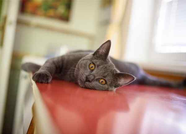 Resolvido! Como manter os gatos fora dos contadores