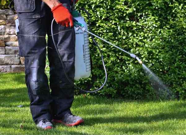 Résolu! Quand appliquer pré-émergent pour empêcher une pelouse et un jardin de mauvaises herbes