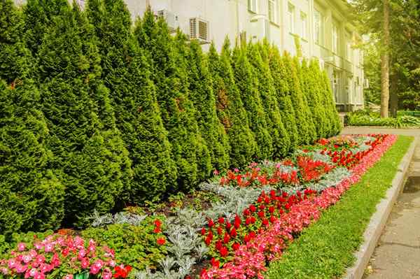 Resolvido! Por que meu arborvitae está ficando marrom?