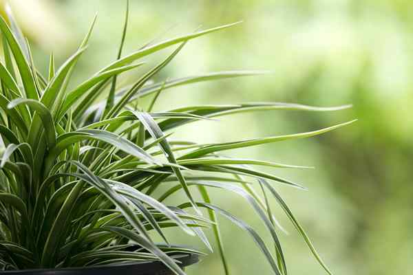 Spider Plant se soucie de maintenir et de propager la plante d'intérieur populaire