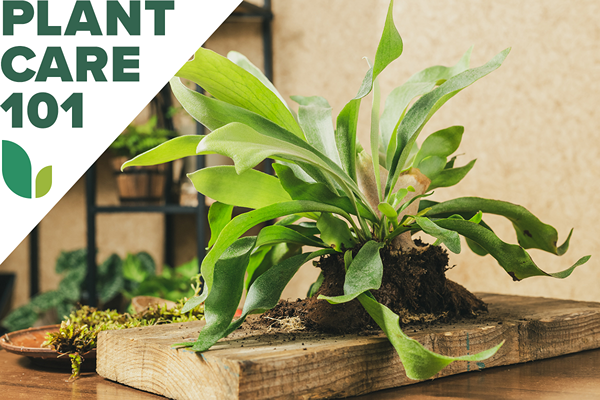 Staghorn Fern Care Menguasai sekeping perbualan yang eksotik dan mudah berkembang ini