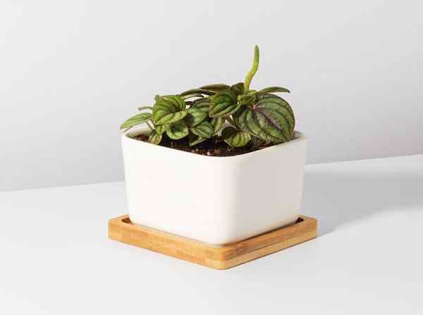 Las 7 mejores tiendas de Etsy para plantas de interior