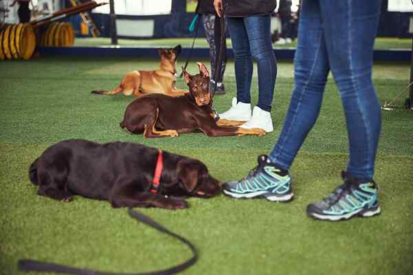 Rumput buatan terbaik untuk anjing 2023