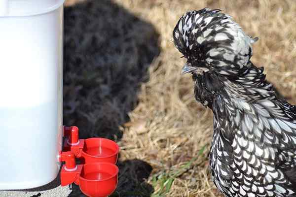 Waterers Ayam Terbaik pada tahun 2023