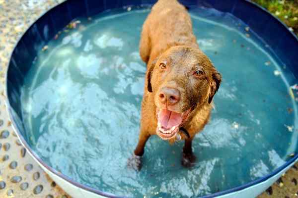 Les meilleures piscines de chien de 2023