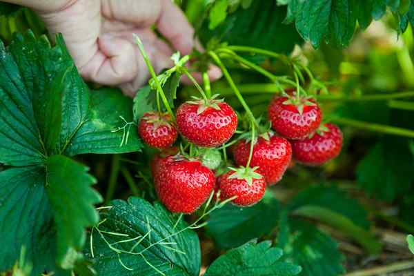 Le meilleur engrais pour les fraises de 2023