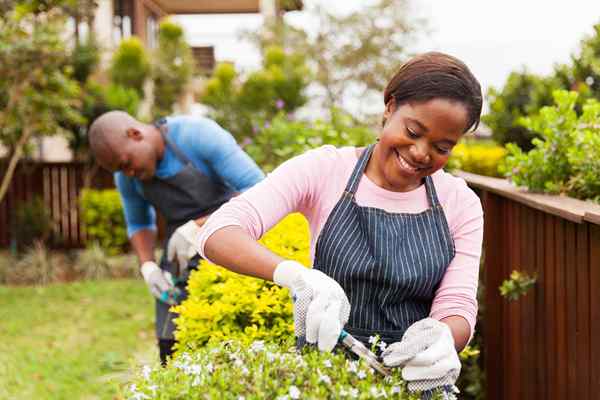 Die besten Gartenabonnementkästen von 2023