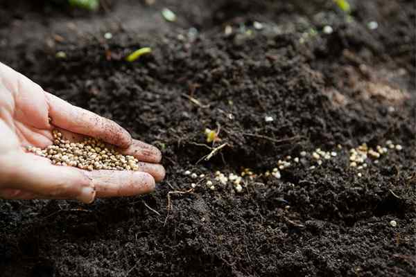 La meilleure graine d'herbe pour la survise de 2023