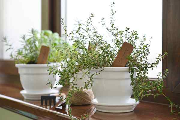 Les meilleures herbes pour grandir à l'intérieur