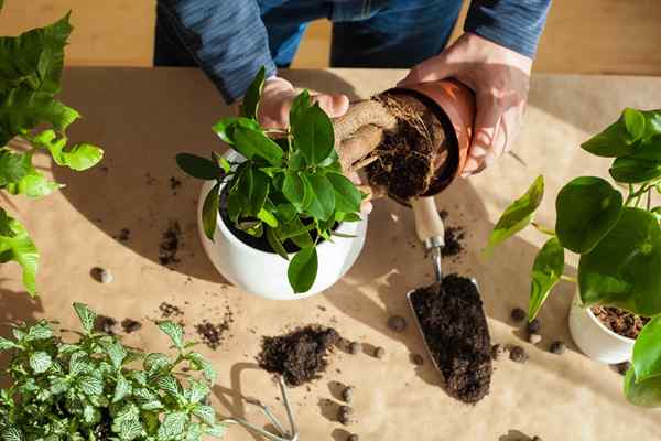 Houseplants terbaik untuk setiap teduh ibu jari hijau