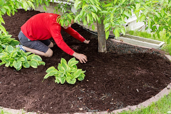 Der beste Mulch von 2023