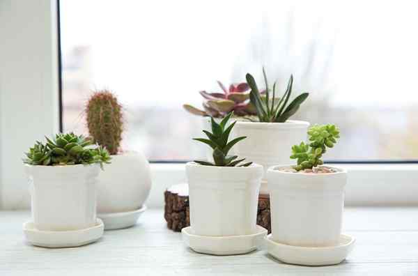 Pot terbaik untuk succulents tahun 2023