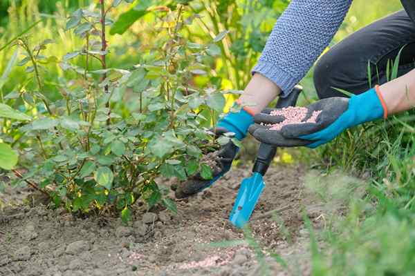 Les meilleures engrais roses pour les plantes de roses saines et vibrantes