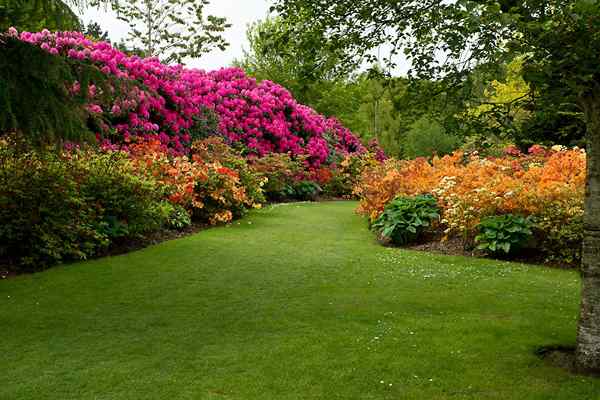 Die besten Schattenblumen für Ihren Garten mit schlechtem Licht