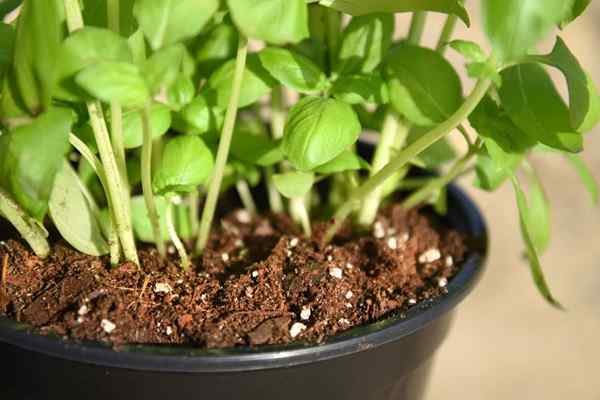 Les meilleurs sols pour cultiver des légumes en 2023