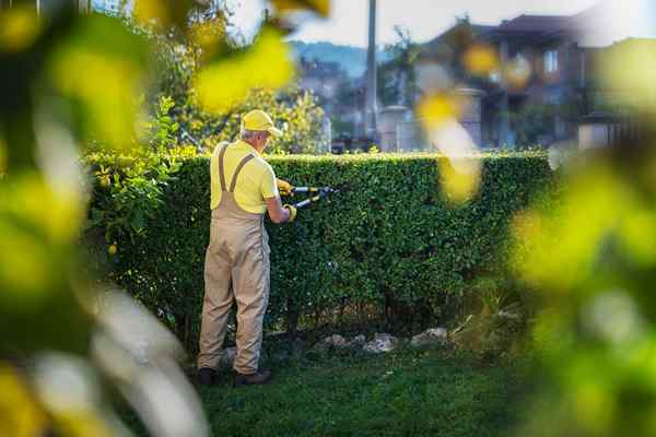 Le dos et à ne pas faire pour élaguer un buisson