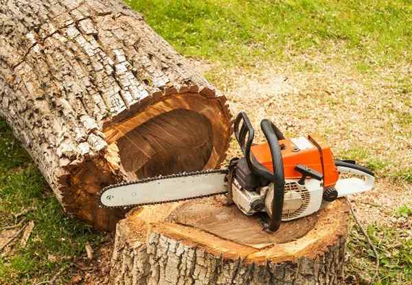 Die Dos und Nichts, einen Baum sicher zu fällen