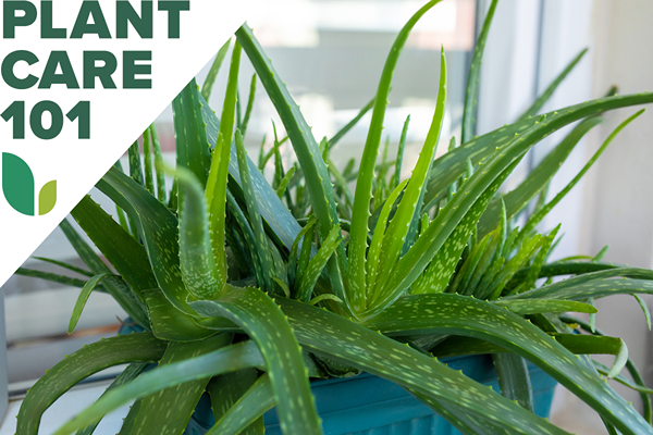 Esta rotina de cuidados com a planta aloe vera é praticamente infalível