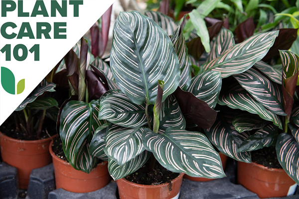 Esta rotina de cuidados com Calathea desafiará seu polegar verde