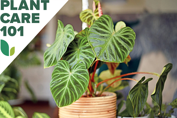 Ce guide de Philodendron Care couvre à la fois des variétés de vigne et de verticale