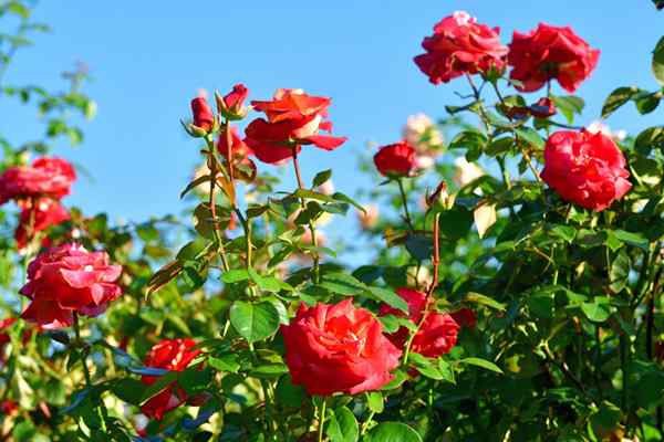 C'est le meilleur moment pour planter des roses pour les fleurs d'été stellaires