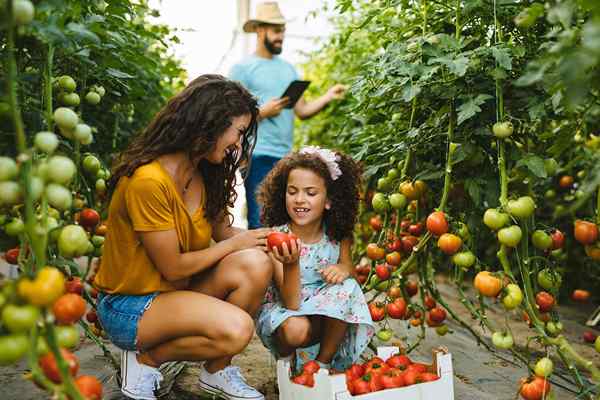 Ini adalah masa terbaik untuk menanam tomato