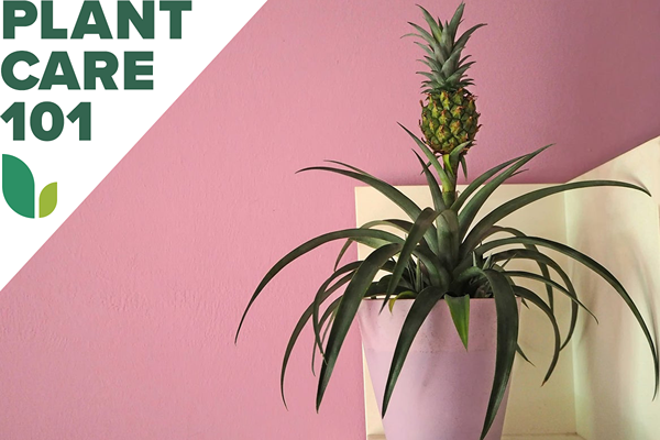 Cette routine de soins des plantes d'ananas est aussi simple que la propagation de produits frais