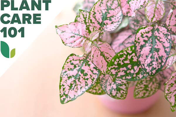 Diese Polka Dot Plant Care Routine ist perfekt für fleckige grüne Daumen, die