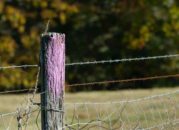 Este vibrante color de pintura en cercas y árboles no es solo para el atractivo de la acera