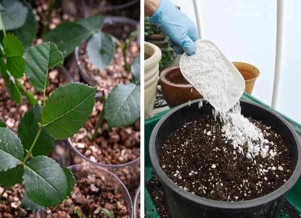 Vermiculite vs. Perlite yang terbaik untuk tanaman pasu anda?