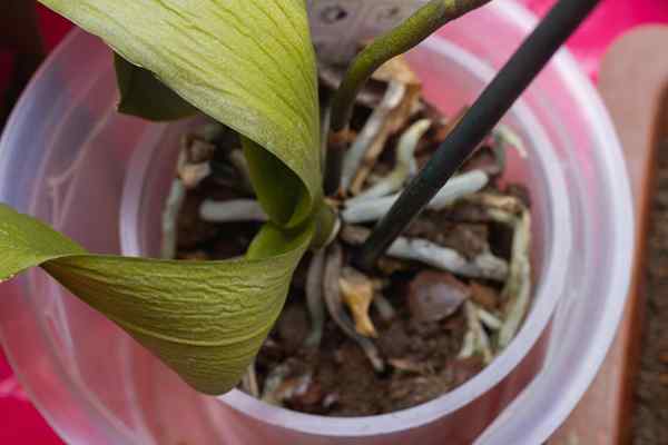 Como é a podridão das raízes nas plantas domésticas?