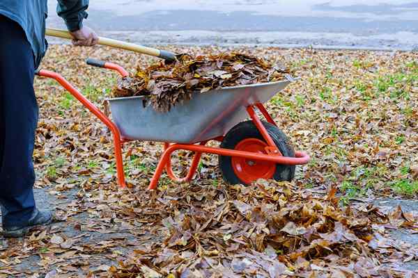 Qu'est-ce que le moule à feuilles et comment l'utiliser dans votre paysage domestique