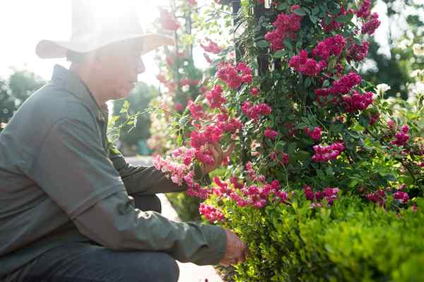 ¿Qué tipo de jardinero eres??