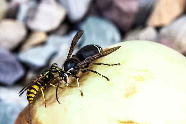 Qual é a diferença? Hornet vs. Vespa