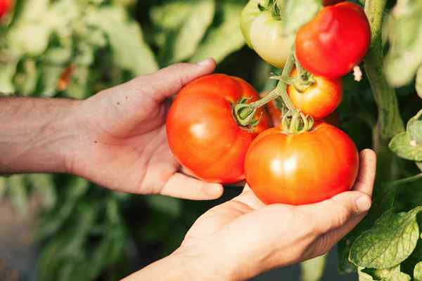Cuándo elegir tomates para los productos locales con mejor sabor