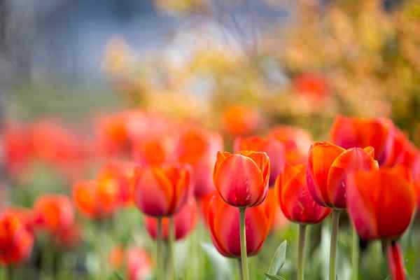 Cuándo plantar bulbos de tulipán para flores de primavera exitosas
