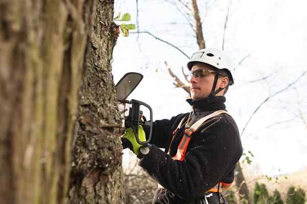 Pourquoi c'est une très mauvaise idée d'embaucher une coupe-arbre sans licence