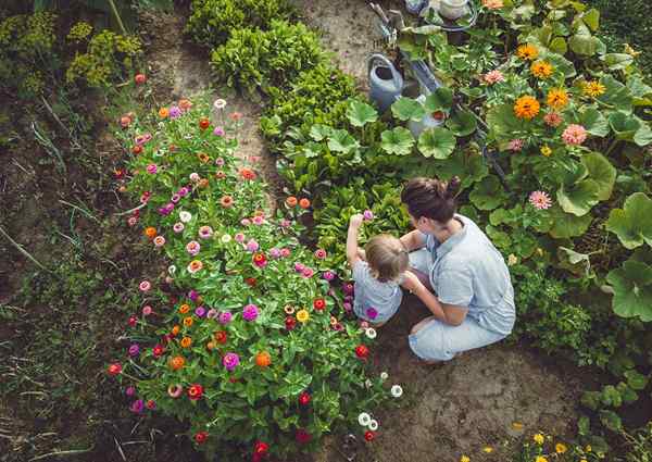 10 plantes en voie de disparition que vous pouvez aider à économiser à la maison