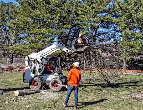 10 signes Un arbre dans votre cour doit être retiré